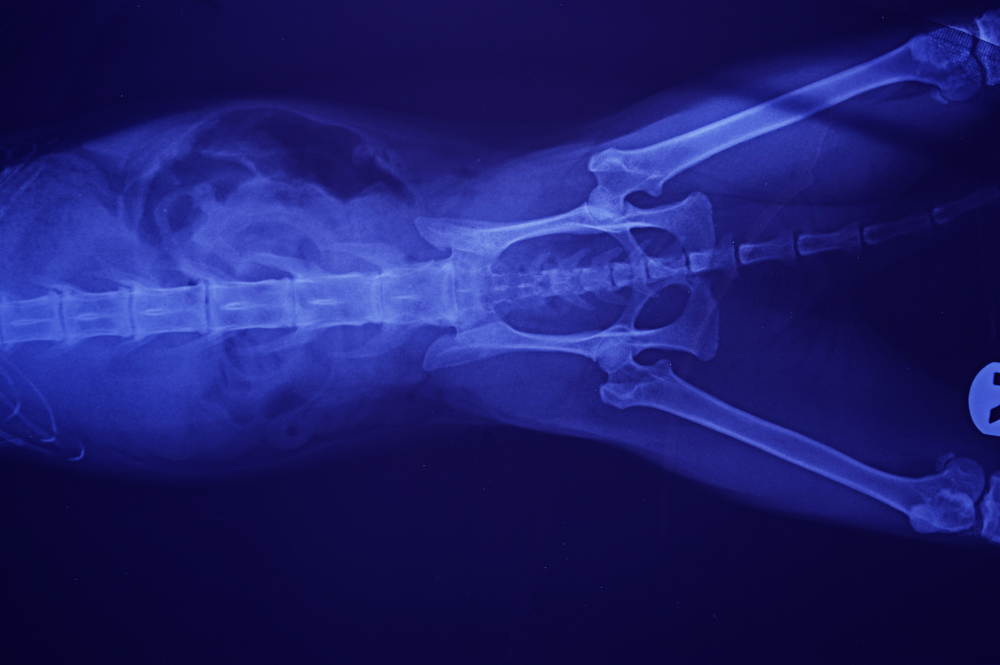 Veterinary care Houston X-ray image of a cat showing its full skeletal structure, including spine, skull, and limbs. The image is tinted blue, highlighting the bones clearly against a darker background