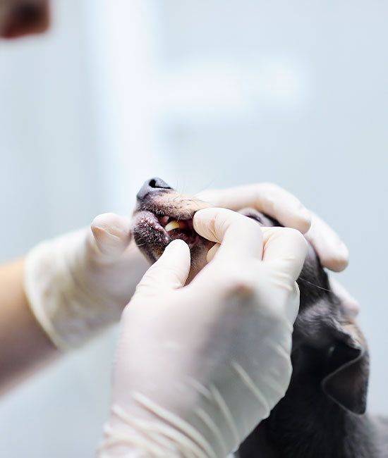 A veterinarian wearing gloves examines the teeth of a grey dog in a clinical setting, focusing on its oral health and providing pet behavior guidance.