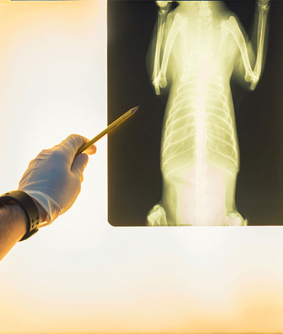 A gloved hand holds a pen pointing at a chest x-ray of an animal displayed on a lit viewing box.