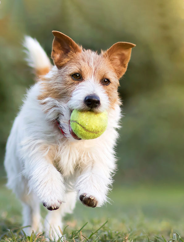 A jack russell terrier running towards the camera with a tennis ball in its mouth, ears perked up, against a softly blurred green background exemplifies typical pet behavior.
