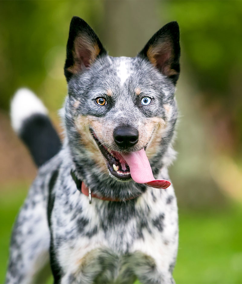 A happy Australian cattle dog with a speckled coat and striking blue eyes, panting with its tongue out, in a lush green outdoor setting, awaits the expertise of veterinary care Houston.

