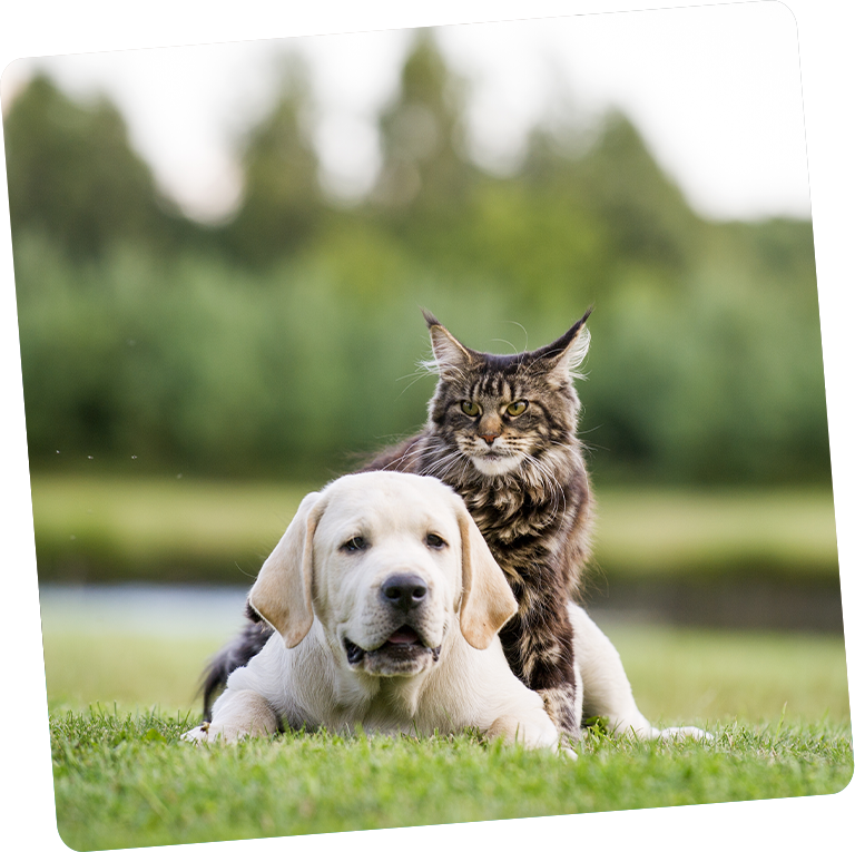 A labrador puppy and a maine coon cat resting together on grass after their pet rehabilitation session, with a serene pond and lush greenery in the background.