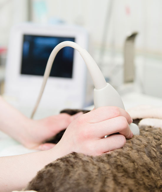 A veterinary specialist conducting an ultrasound exam, with a hand holding a transducer on a patient's abdomen. A monitor displays the ultrasound image in the background, part of comprehensive veterinary care in Houston.