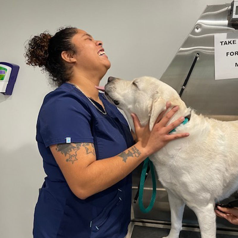 A joyful veterinary technician with tattoos on her arms laughing as a white dog affectionately licks her face, both indoors near a stainless steel examination table focused on pet pain management.