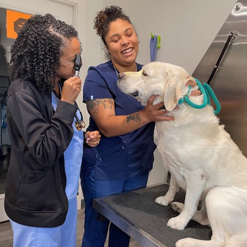 Two veterinarians, one examining a dog's ear with an otoscope, smiling as they interact with the calm, seated labrador receiving pet behavior guidance in a clinic.