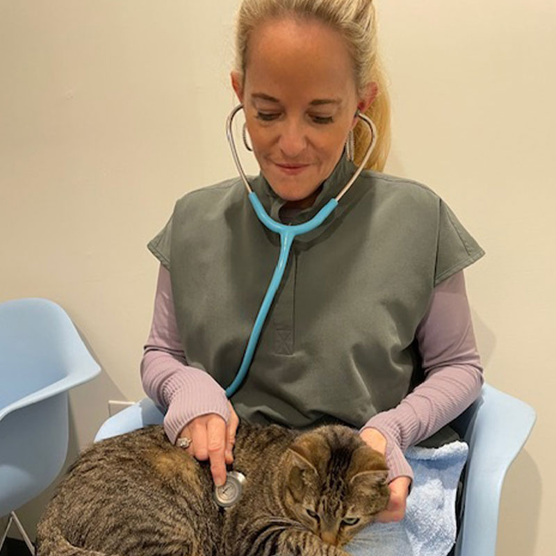 A female veterinarian specializing in pet pain management with a stethoscope examining a tabby cat sitting on her lap in a clinic.