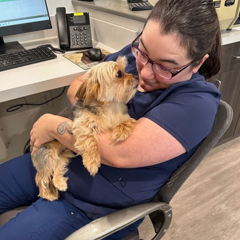 A woman in a blue uniform gently hugs a small Yorkshire terrier in a veterinary care office, both looking at each other affectionately. A telephone and computer are visible in the background.