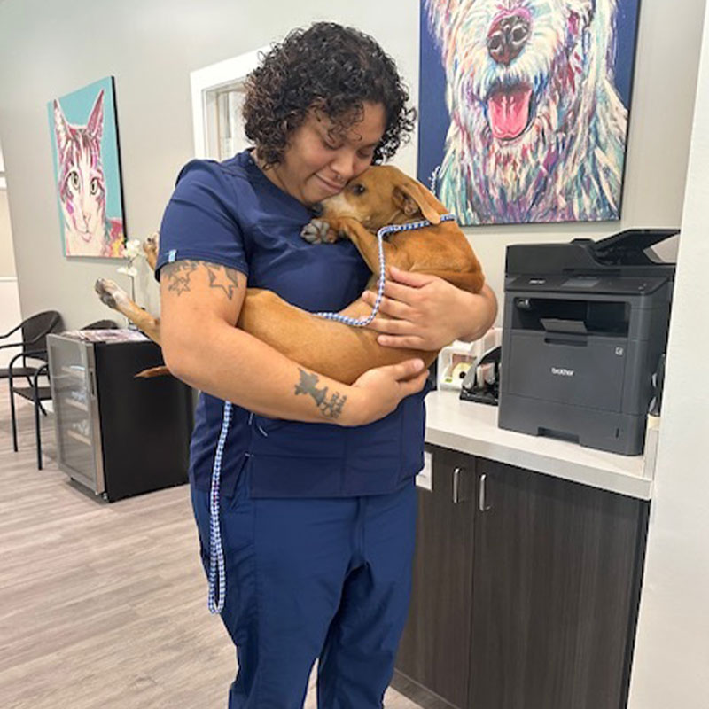 A veterinarian in blue scrubs, with curly hair and tattoos, tenderly embracing a small brown dog inside an office with colorful dog portraits on the wall, specializing in pet behavior guidance.