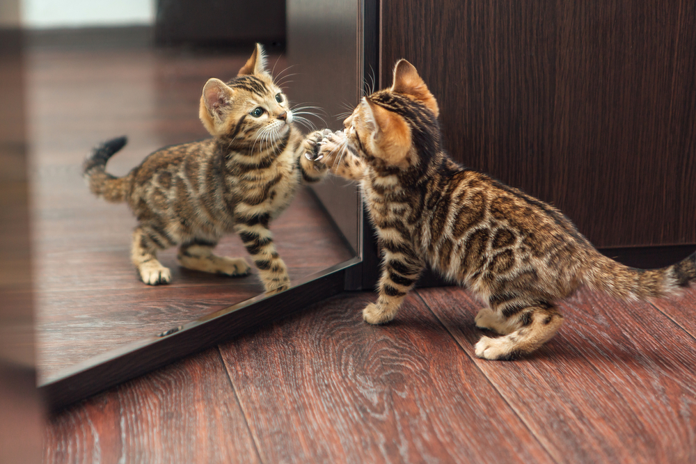 Two Bengal kittens playfully tugging at a white string on a wooden floor beside a dark cabinet, needing no pet rehabilitation just yet.