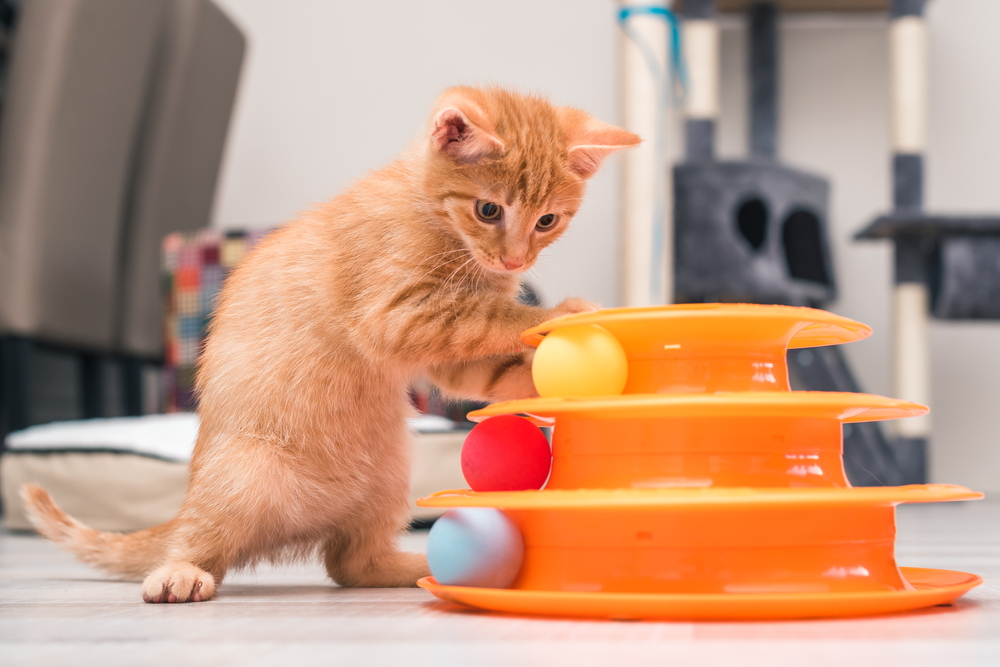 A playful orange kitten exhibits typical pet behavior guidance as it interacts with a colorful toy, pawing at balls arranged in a tiered track structure on a home floor.