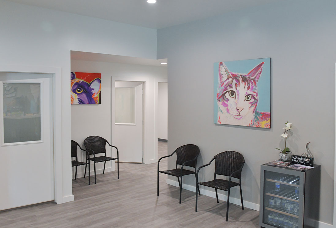 A modern veterinary care waiting room in Houston with light gray walls, black metal-framed chairs, wood flooring, and colorful cat paintings. The room includes doors, a small beverage fridge, and a side