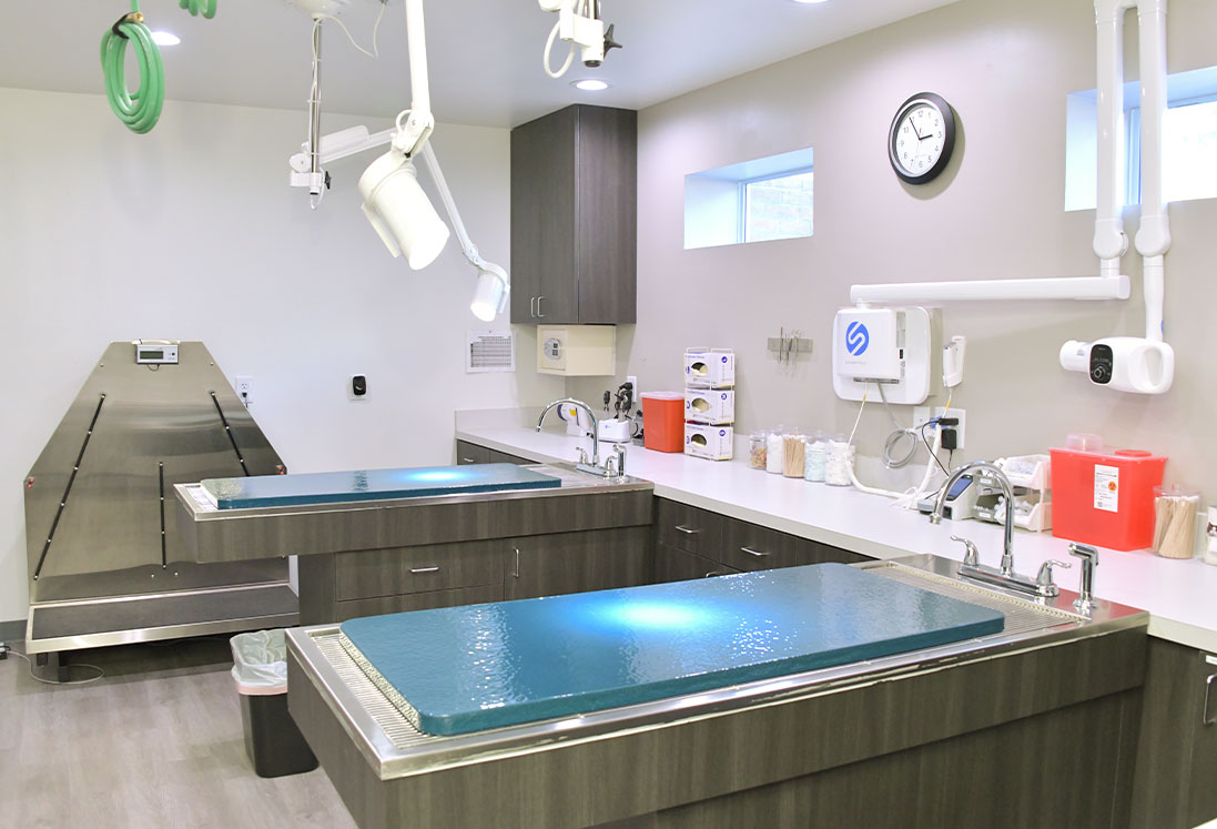 A modern veterinary hospital morgue room featuring two stainless steel autopsy tables with blue covers, surgical lights, and medical supplies, with a clean, well-lit environment.