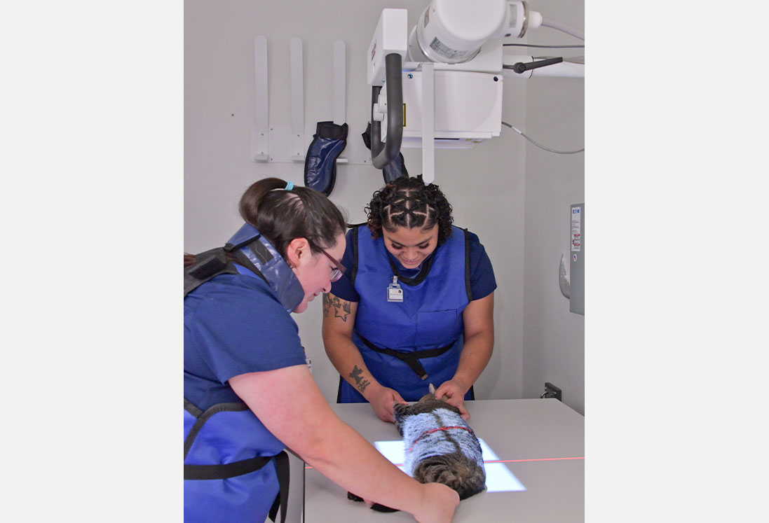 Two dental professionals, specializing in veterinary care in Houston, assist a pet lying in a dental chair for an x-ray examination, with x-ray equipment above the patient.