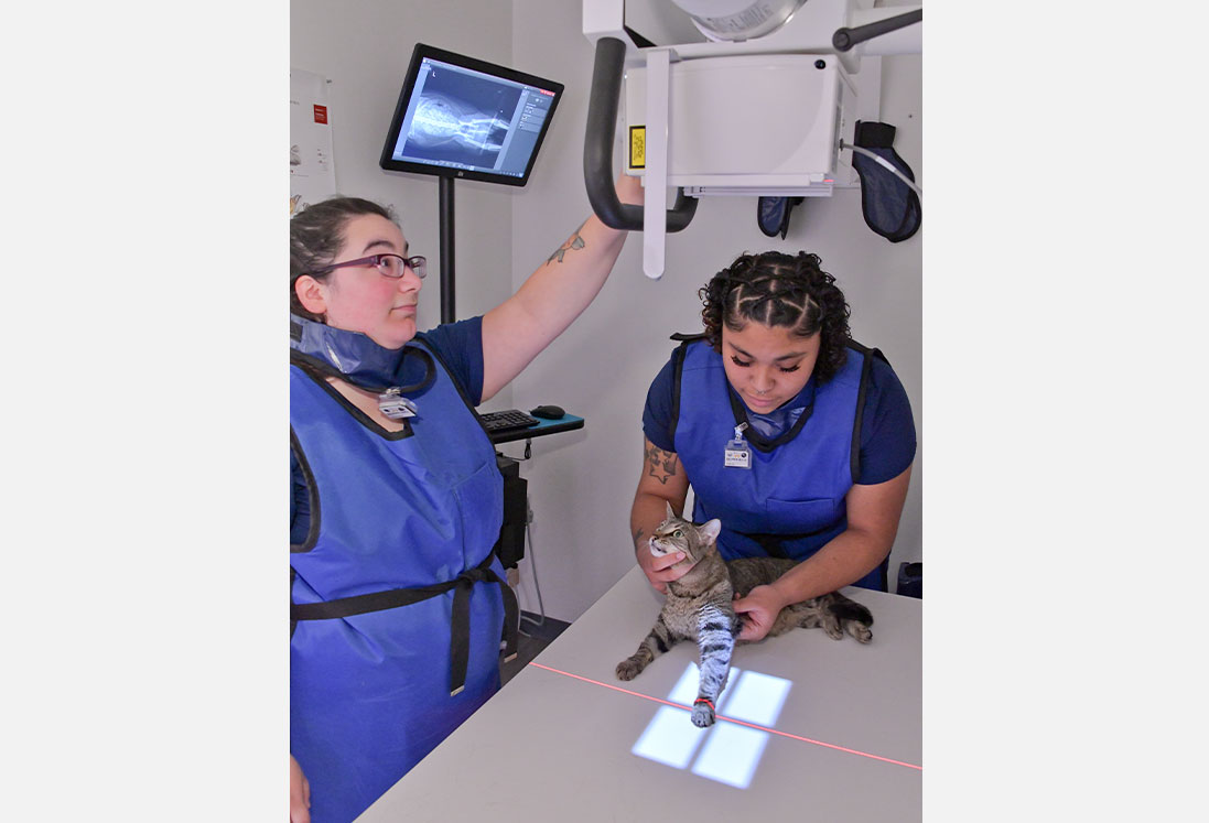 Two veterinary technicians in blue scrubs and lead aprons examine a cat using an x-ray machine in a veterinary care Houston clinic room. One technician positions the cat while the other adjusts the machine's settings