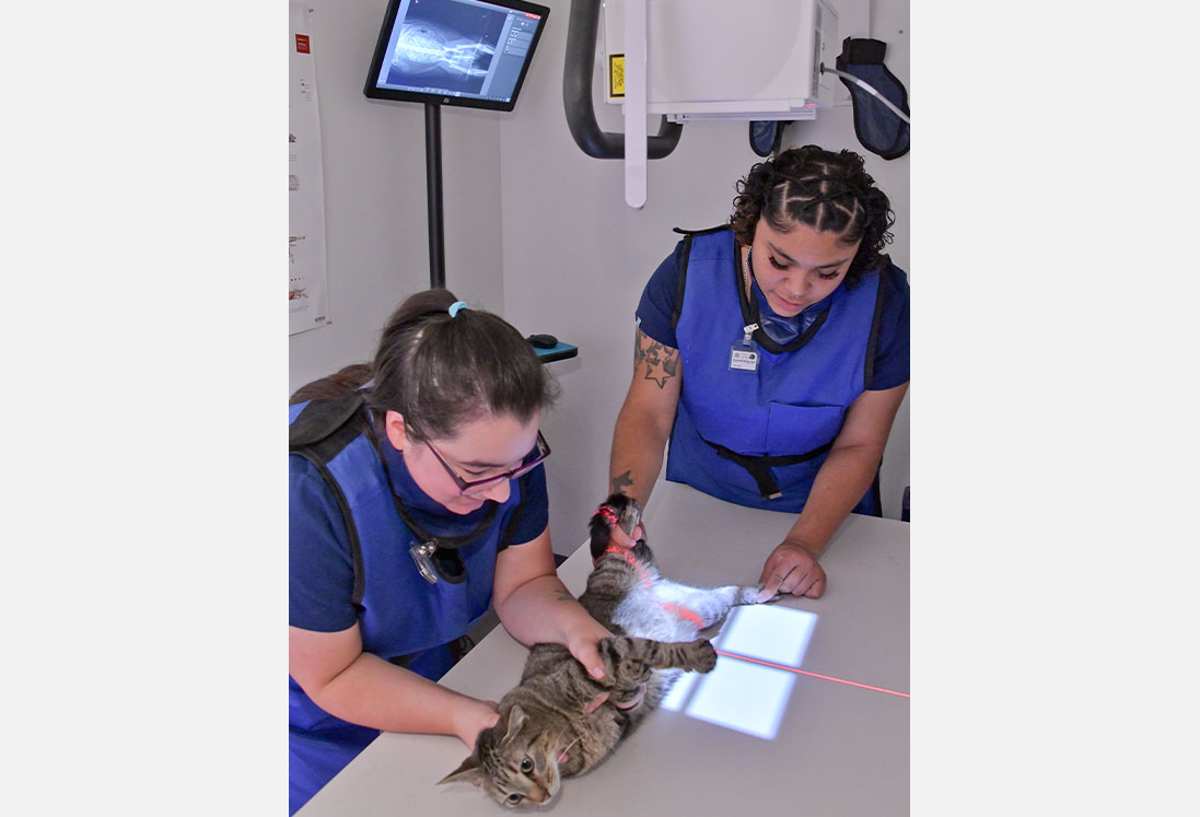 Two veterinary technicians in blue scrubs assist a tabby cat lying on an examination table under an x-ray machine in Houston.