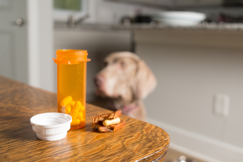 An amber-colored pill bottle with the lid off and a few orange pills spilled out sits on a wooden table. Next to it, there are dog treats resembling a sandwich with a pill inside. In the background, a blurry dog is visible in a kitchen setting.