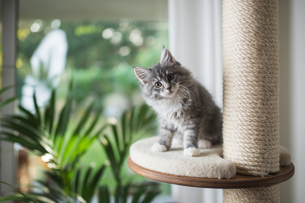 A fluffy gray kitten with striking eyes sitting on a cat tree, with a blurred background of indoor plants and a window.