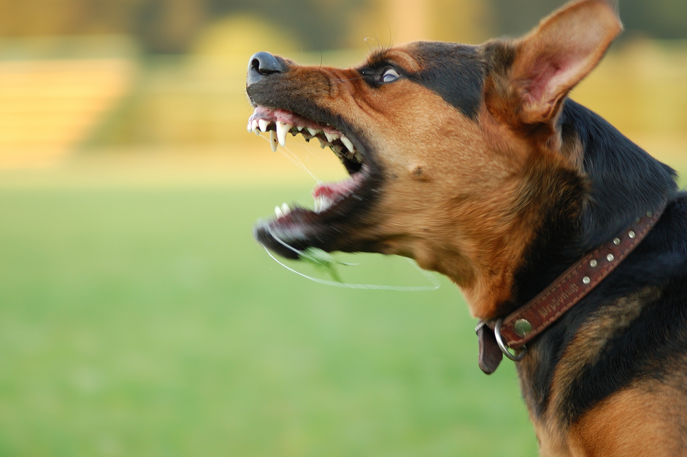 A brown and black dog with a studded collar, barking or yawning, with its teeth visible and tongue out, set against a blurred green and yellow background.