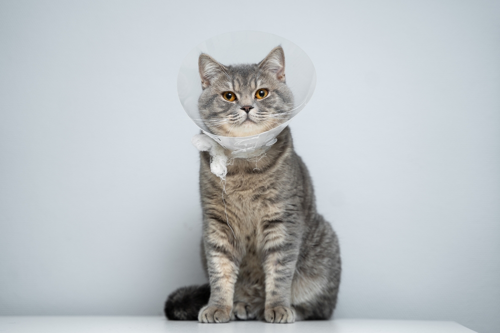 A gray tabby cat wearing a transparent Elizabethan collar, sitting upright and looking directly at the camera against a plain light gray background.