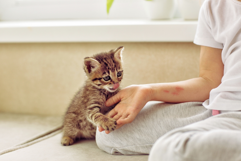 A small tabby kitten with stripes licks its mouth while gently placing its paws on a child's hand, who is seated on the floor next to a window, partially visible.