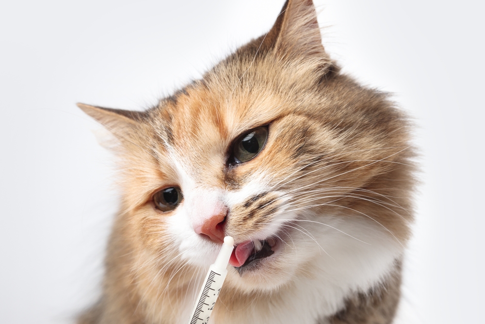 Close-up of a fluffy cat's face, with its mouth slightly open and teeth showing, as it appears to bite or chew on a syringe. The cat has a mix of brown, black, and white fur, and the background is plain white.