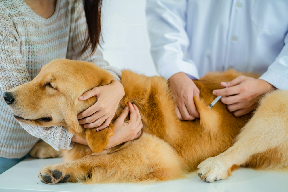 A golden retriever lies calmly on a table while a veterinarian administers an injection. A woman gently holds the dog, providing comfort. The scene is bright, with both people wearing casual clothing.