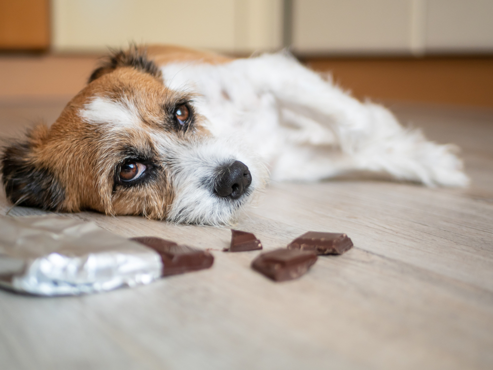 A small brown and white dog is lying on its side on a wooden floor, looking lethargic. In front of the dog, there are broken pieces of a chocolate bar with a partly unwrapped silver foil wrapper. The setting appears to be indoors in a home environment.