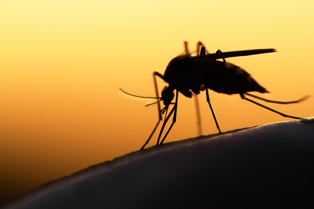 Silhouette of a mosquito perched on a surface against an orange and yellow sunset background. The details of the mosquito, such as its long legs and thin body, are clearly visible in the contrast.