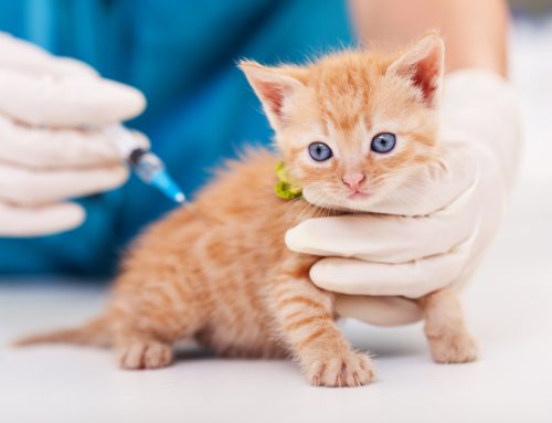 Whiskered Wellness: Essential Vaccines for Your New Kitten