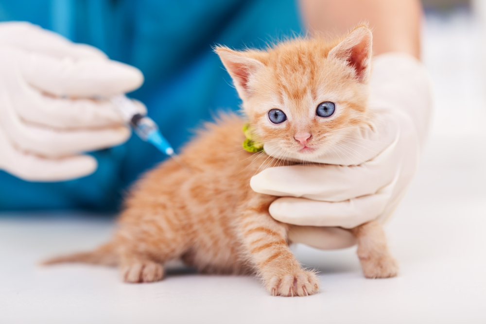 A tiny orange kitten with blue eyes receives a vaccination from a veterinarian wearing white gloves and blue scrubs. The kitten looks alert and curious, while the vet gently holds it still. A green collar is visible around the kitten's neck.