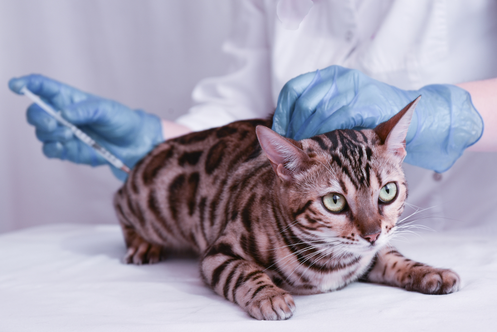 A Bengal cat with striking spotted fur lies calmly on an examination table. A veterinarian wearing blue gloves is administering a vaccine with a syringe. The background is a neutral white, making the cat the focal point of the image.