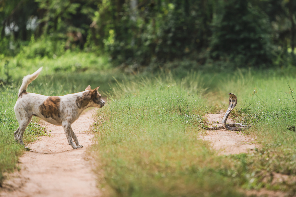 A dog with a spotted coat stands on a dirt path with its tail raised, facing a hooded cobra that is poised and ready to strike. The scene is set in a green, grassy area with trees in the background, depicting a tense standoff.