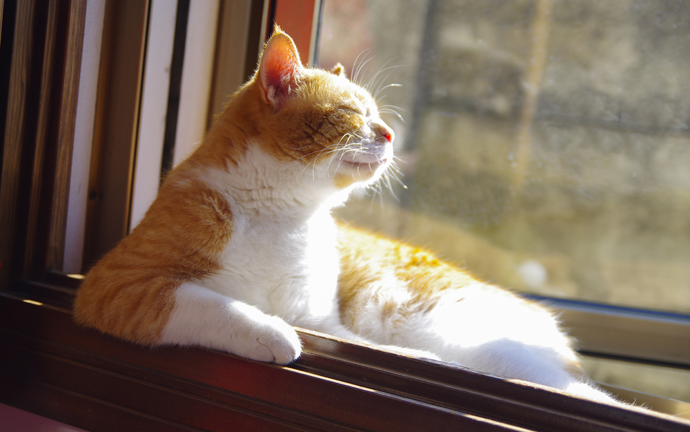 A ginger and white cat is lounging on a windowsill, basking in the sunlight. The cat's eyes are closed, and it appears content and relaxed as it enjoys the warmth of the sun streaming in through the window.