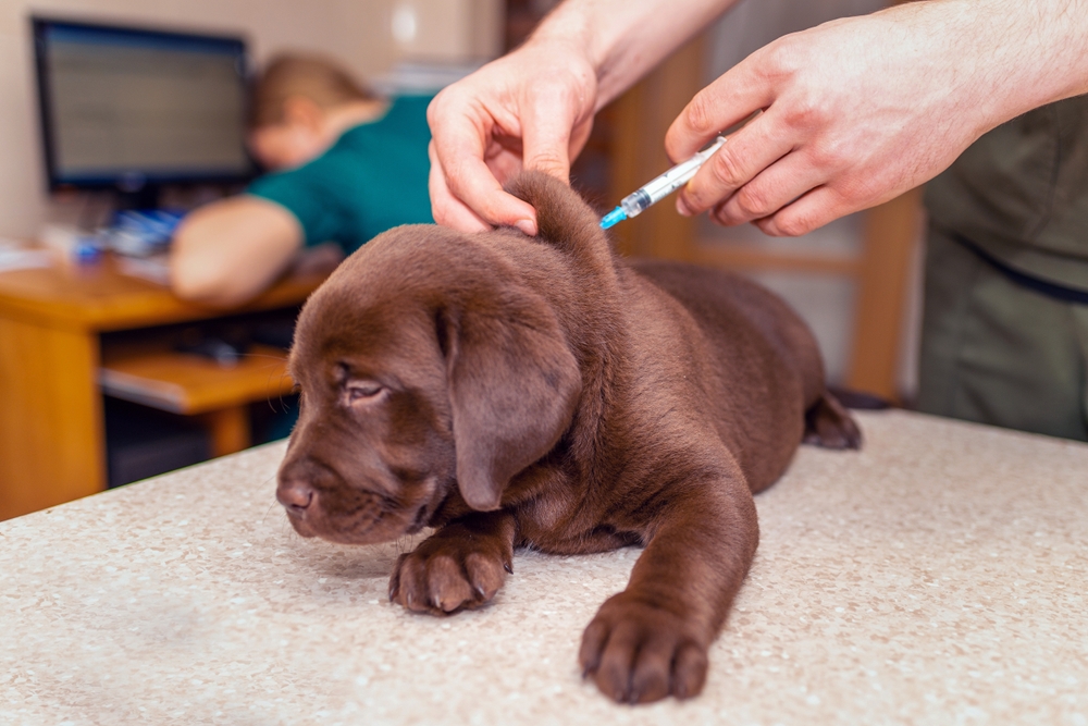 A chocolate Labrador puppy is lying on a veterinary examination table while a veterinarian gently administers an injection. The puppy looks calm and relaxed. In the background, a person is working at a computer.