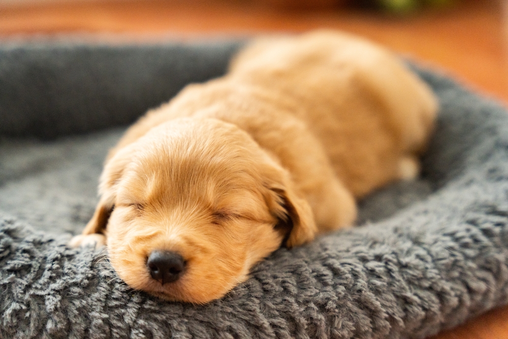 A small, golden-brown puppy with closed eyes is peacefully sleeping on a soft, gray dog bed. The puppy's fur looks fluffy and its head is resting flat on the bed, creating an adorable and tranquil scene.