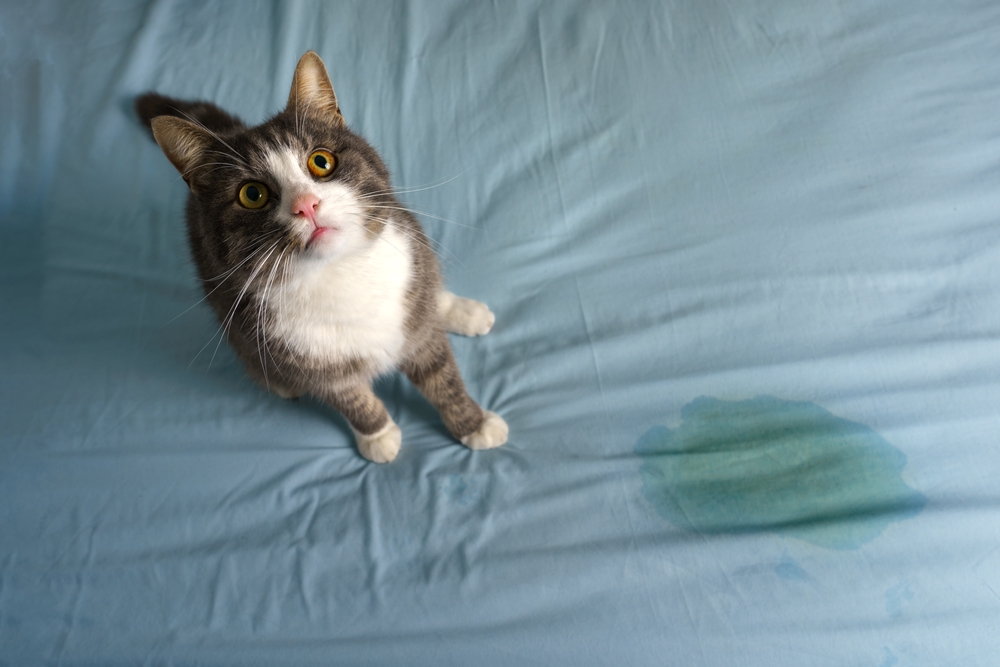 A gray and white cat with wide eyes sits on a light blue bed sheet next to a wet spot. The cat looks up towards the camera while the stain on the sheet indicates a possible accident.