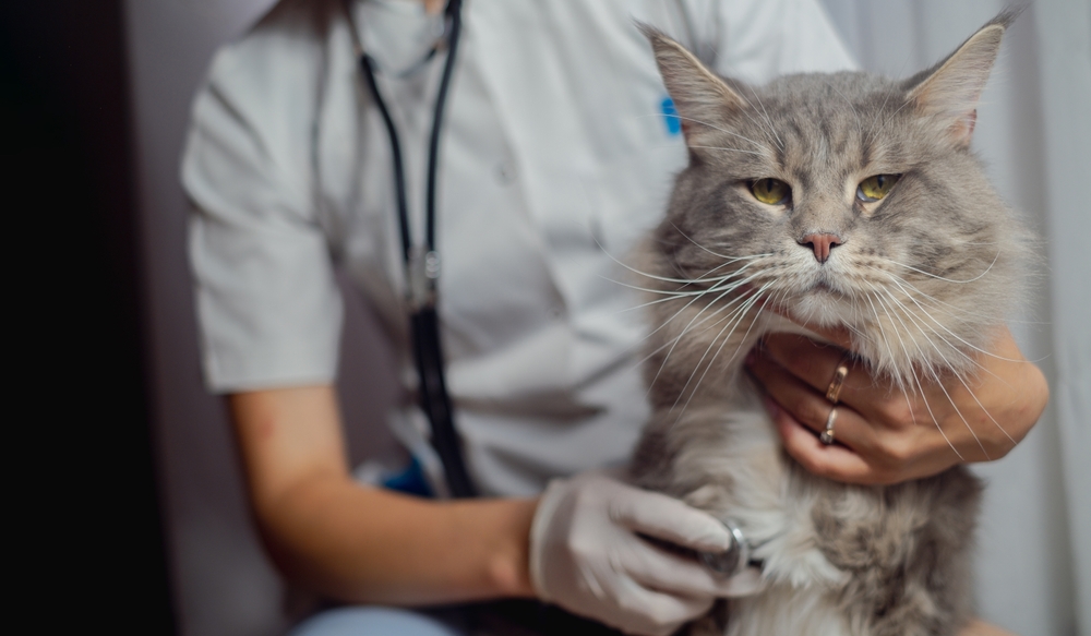 A veterinarian wearing a stethoscope and white coat holds a grey, fluffy cat while examining it. The vet's hand, covered with a disposable glove, is placed on the cat's chest, suggesting they are listening to its heartbeat.