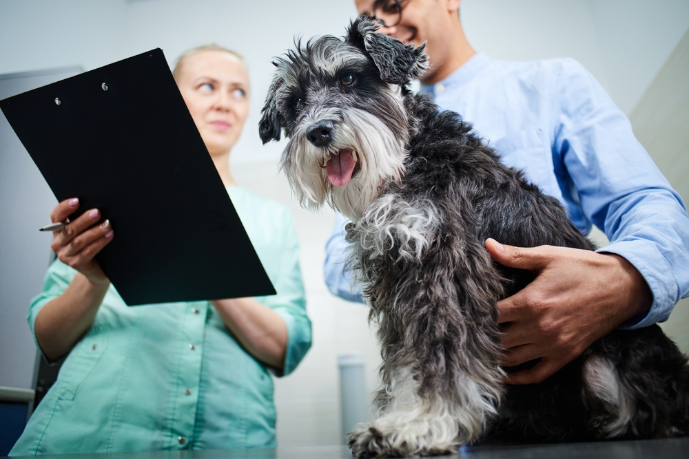 A small dog sits on an examination table at a vet's office, held by a person in a blue shirt. Another person in a green uniform stands nearby holding a clipboard. The dog is looking at the camera with its tongue out.