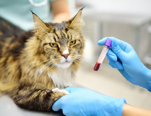 The Importance of Annual Blood Work for Your Pet