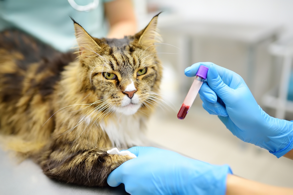 A veterinarian wearing blue gloves holds a vial of blood while assisting a large, long-haired cat lying on an examination table. The cat looks calm while receiving medical attention.