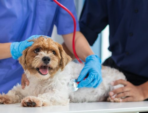 Is Your Pet Trying to Tell You Something?  ⚠️  Health Signs You Shouldn’t Ignore