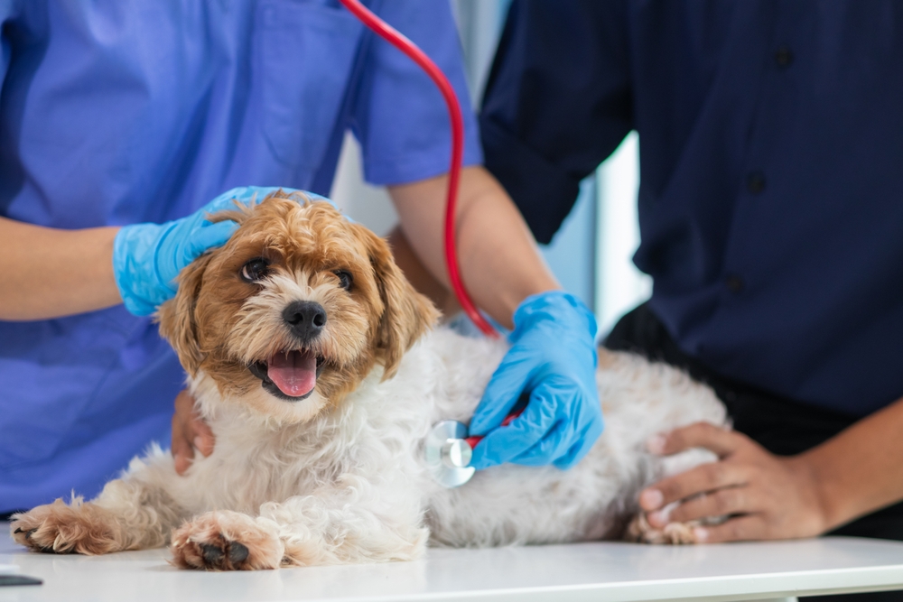 A small, happy dog with curly fur lies on an examination table as one person pets its head and another, wearing blue gloves, uses a stethoscope to check its heartbeat. The dog appears relaxed and content during the check-up.