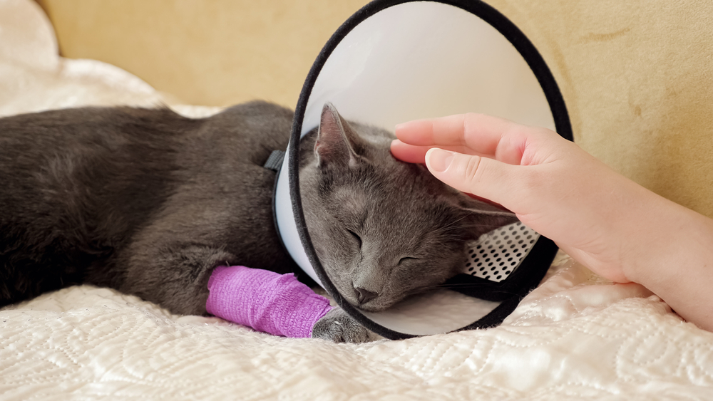 A gray cat with a bandaged paw and a protective cone around its neck is lying on a soft cream-colored blanket. A hand gently pets the cat's head, providing comfort and care.