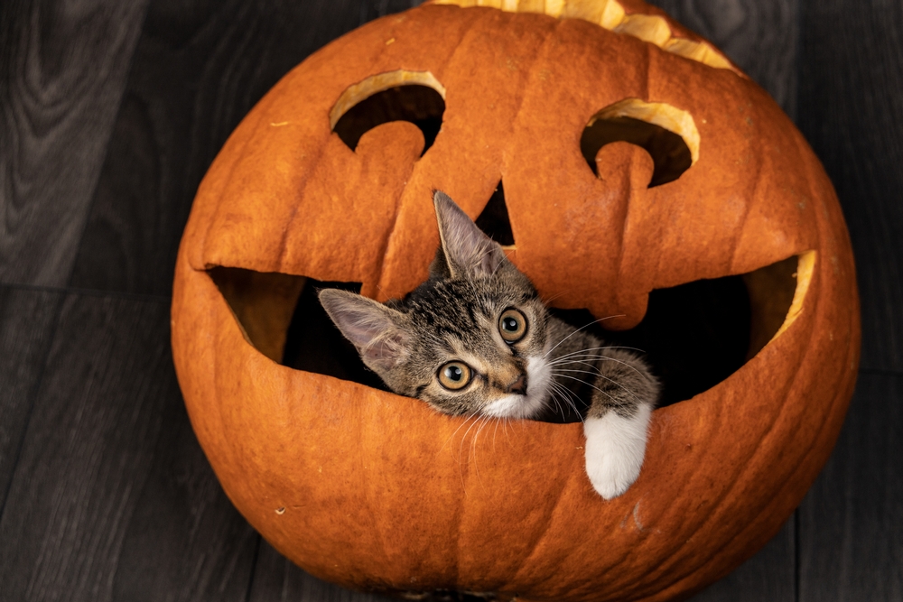 A kitten with large eyes and white paws peeks out from inside a carved jack-o'-lantern on a dark wooden floor. The pumpkin has a smiling face with cut-out eyes, adding a Halloween theme to the scene.