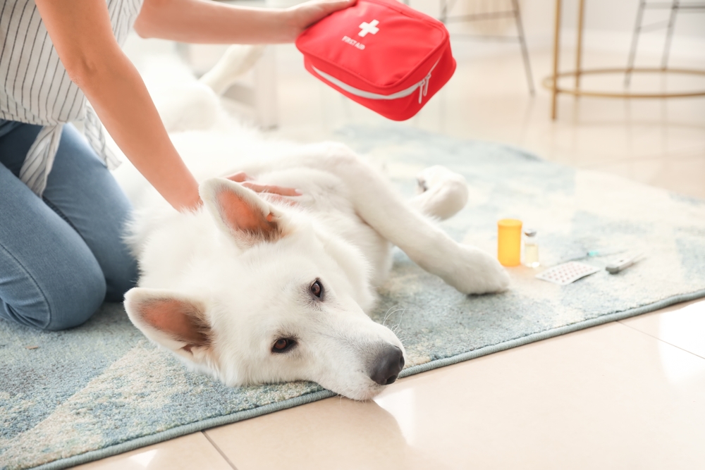 A person is tending to a white dog laying on a blue and white rug. They are holding a red first aid kit. Nearby are medicine bottles and a blister pack of pills. The scene suggests pet care or administering medication.