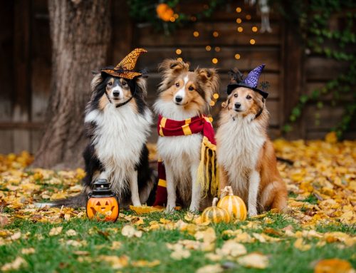 Halloween Safety for Pets: Simple Steps to Keep Your Pet Safe This Spooky Season