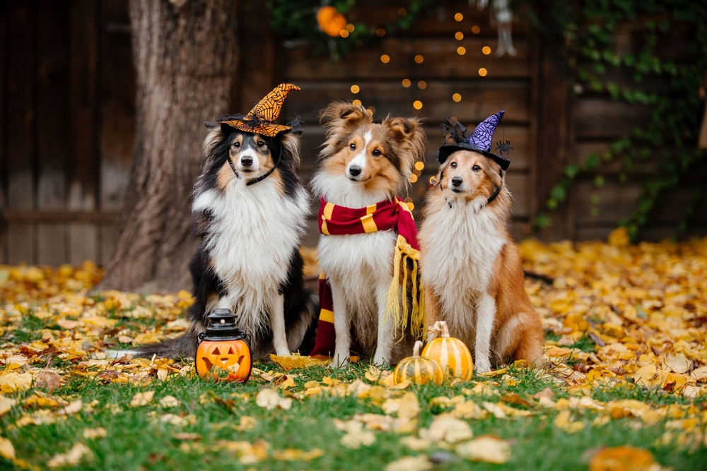 Three dogs wearing witch hats and Halloween scarves sit amidst autumn leaves. A pumpkin lantern and a small pumpkin are placed in front of them. The scene is festive and warm, with a backdrop of a tree and wooden fence.