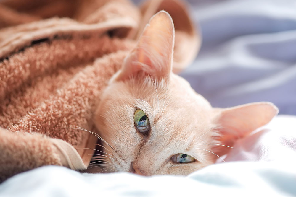 A light-colored cat with green eyes is peeking out from under a brown blanket. The cat is lying on a soft, light-colored surface and appears relaxed and cozy.