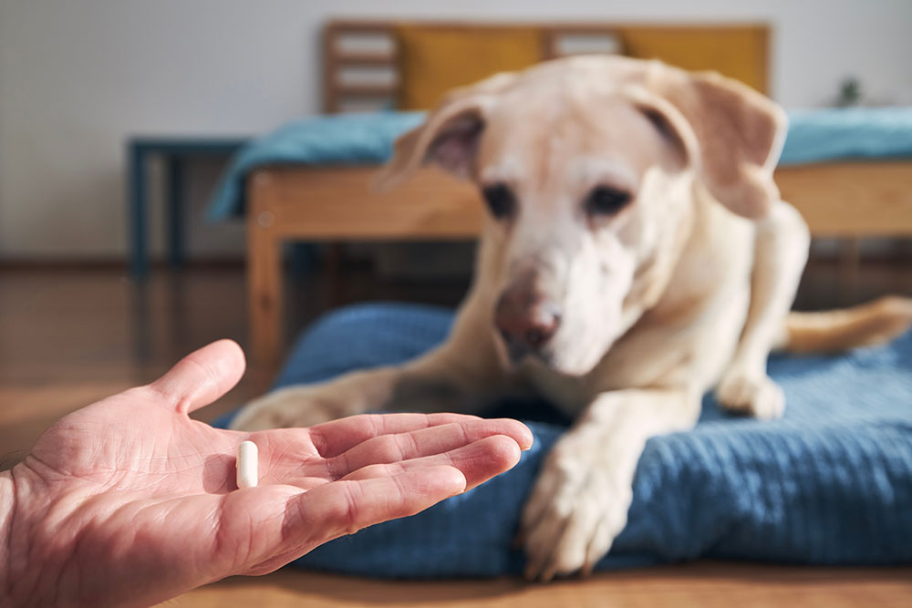 A person holds a small pill in their hand, offering it to a large yellow Labrador retriever. The dog is lying on a blue blanket on the floor, looking at the pill. A bed and nightstand are visible in the background.