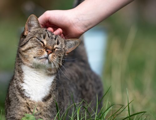 Unlocking the Power of Purrs: How Cats Can Transform Your Mental Health